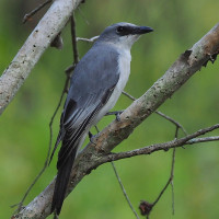White-bellied Cuckooshrike